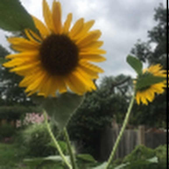 Meet your Posher, Liliana - Picture 1 of 1